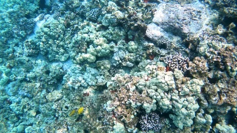 Camera soars over coral reef looking down on a variety of fish and corals Stock Footage 98365128