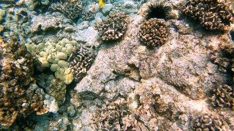 Camera soars through coral reef with many fish, Yellow Tang, Sea Urchins 4K Stock Footage 98424642