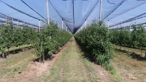Camera span across the rows of apple trees at the modern orchard, 4k Stock Footage 138423341