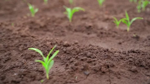 Camera span along a bed with growing young sprouts of corn, close-up Stock Footage 196726433