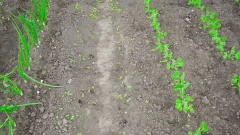 Camera span between a bed of onions and a bed of growing peas in a vegetable Stock Footage 196233633