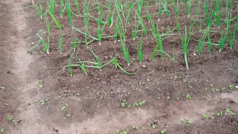 Camera span near vegetable garden bed with green onions Stock Footage 197373421