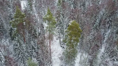 Camera span over the winter forest of spruce and pine trees in the snow Stock Footage 126236595