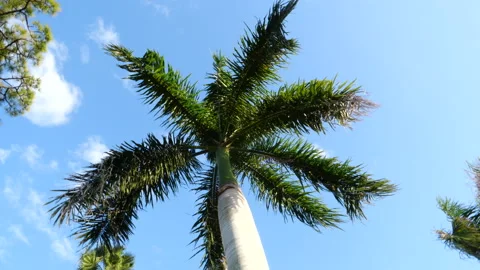 Camera spin under Palm tree Stock Footage 156197149