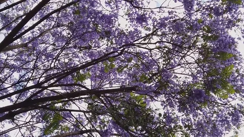 Camera-Spinning Low-Angle Shot of Jacaranda tree blooming Stock Footage 105889082