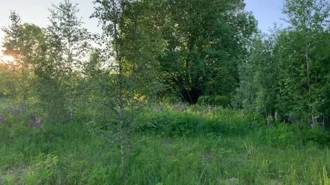 The camera is spinning rapidly among the young trees Video stock 172099368
