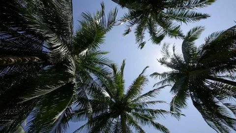 Camera spinning underneath tropical coconut palm trees Stock-Footage 84580119