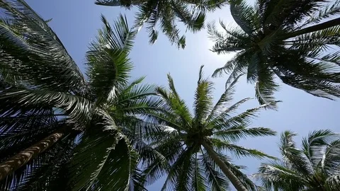 Camera spinning underneath tropical coconut palm trees Stock Footage 84584211