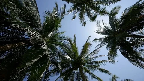 Camera spinning underneath tropical coconut palm trees Stock Footage 89542475