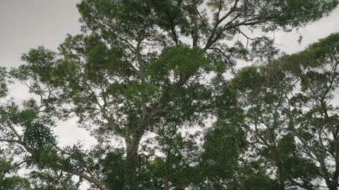 Camera Spins Around Large Tree in Tropical Meadow 4K Stock Footage 267048739