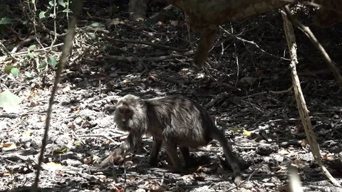 Camera spots monkey in mangroves, follows &amp; zooms in it, Rinca Island Stock Footage 86645250