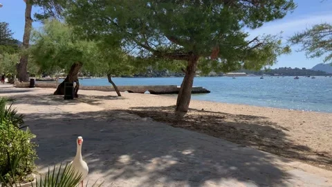 A Camera with stabilizer following goose on the street in front of the sea. C Stock Footage 133714834