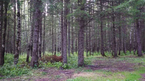 Camera with stabilizer shoots in the forest. Stock Footage 114719314