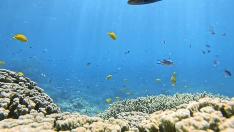 The camera is stable taking the movement of fish and corals in slow motion on Stock-Footage 329094240