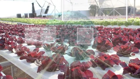 Camera starting close to red lettuce pulling back, HUD overlays appearing, Stock Footage 334204128