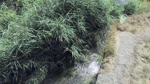 Camera static. Grass and reed on wind over small stream with flowing water 스톡 동영상 93489174
