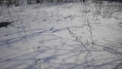 Camera static, grass stalks slowly move on wind on sunny winter day. Video stock 91194996