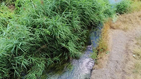 Camera static. Moving grass and reed over small stream with soft wind Stock-Footage 93489528
