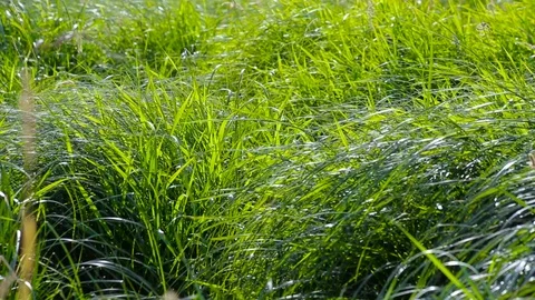 The camera is static. A thicket of tall grass on the bank of the river as a b Stock Footage 95470251
