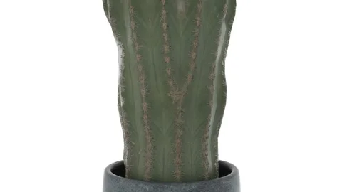 The camera studies an infinitely long, thornless Mexican cactus in a gray stone Video stock 149000112