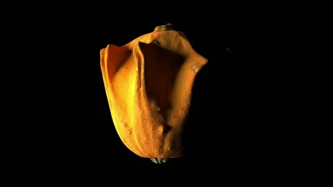 The camera studies the surface of an oddly shaped pumpkin. Close-up. Seamless Stock Footage 148251611