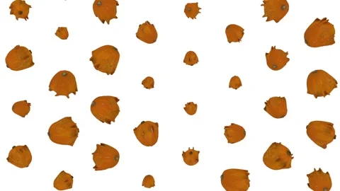 The camera studies the surface of the small pumpkins in detail. Sorting Stock Footage 148251621