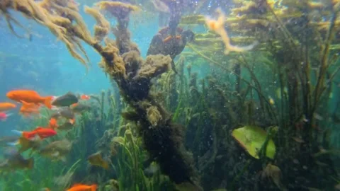 Camera submerges into a pond Stock Footage 311154956