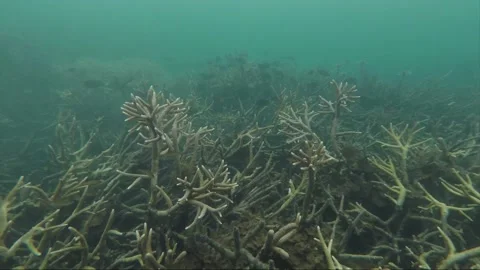 Camera submerges for underwater shot in rain, parrotfish at staghorn coral reef Stockbeeldmateriaal 157450338
