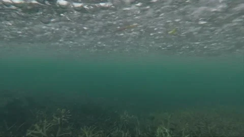 Camera submerges for underwater shot in rain, parrotfish at staghorn coral reef Stockbeeldmateriaal 157450864