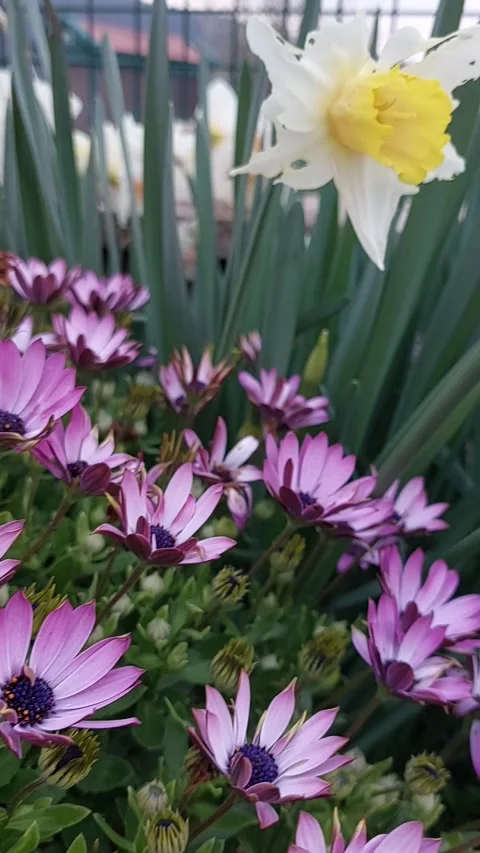 Camera sweep over a field of colorful daisies in bloom during springtime Video stock 333284727