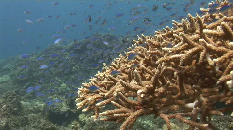 Camera swims around a huge staghorn coral with lots of Blue Chromis Dampselfish Video stock 576830