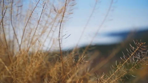The camera takes a close-up grass Stock Footage 71515393