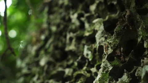 The camera takes a small rock on a background of trees Stock Footage 71288448
