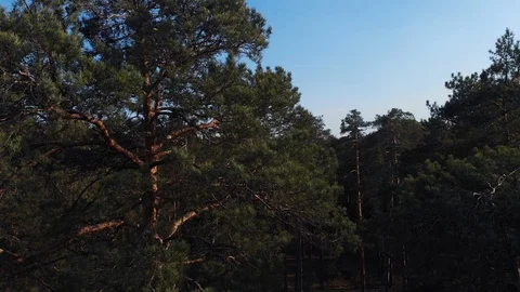 The camera takes off from the thick pine forest and flies up past the tops of Stock Footage 107028855