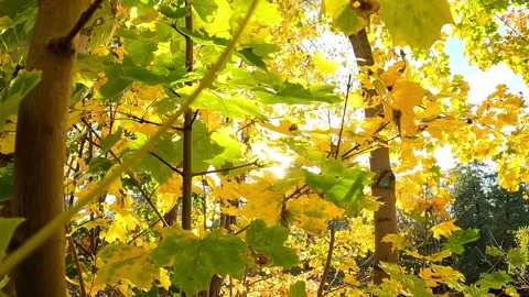 With camera through dense canopy of maple trees Video stock 250644389