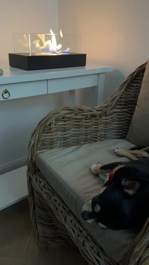 Camera tilt and pan to sleeping dog near bioethanol fireplace 4K Stock Footage 345754618