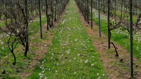 Camera Tilt From Dandelion Meadow to Wide Shot of Vineyard and Hillside Houses Stock Footage 335448709