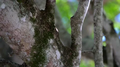 Camera tilt down and close up of a tamarin in a branch Stock Footage 165552836