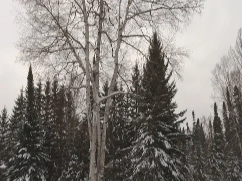 A camera tilt down on a birch tree and fir trees Video stock 79691755