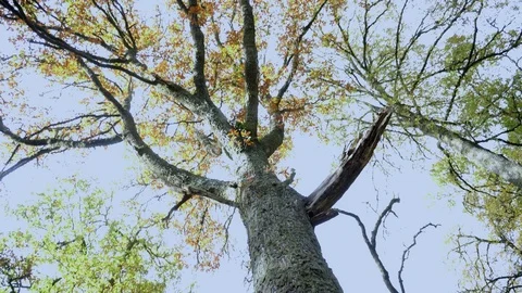 Camera tilt down a single very tall tree, starting up against a deep blue sky Stock Footage 99936595