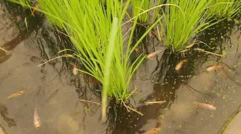 Camera tilt up, fish and green leaves rice field. Stock Footage 52336490