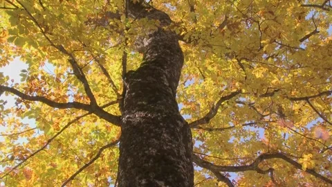 Camera Tilt Up Golden Fall Canopy Stock Footage 346195760