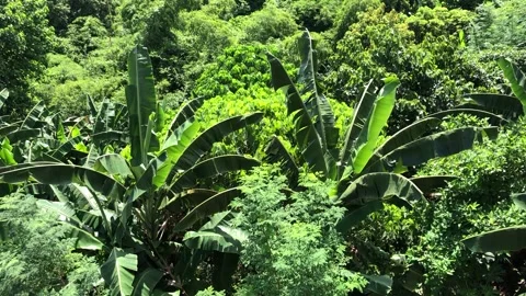 Camera Tilt Up From Green Trees and Vegetation To City Skyline To Blue Sky Stock Footage 138018588