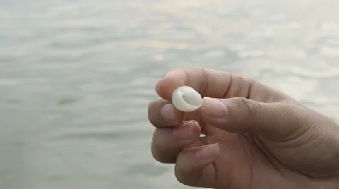 Camera tilt up,Hand hold shell. Video stock 49769828