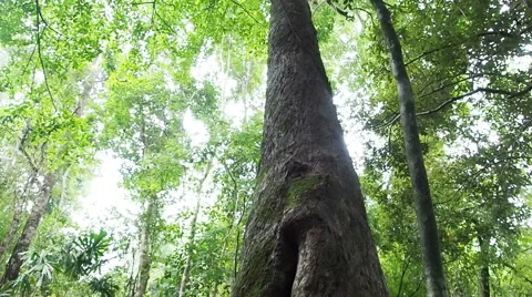 Camera tilt up, Old big trees in deep tropical forest in Thailand. Asia. Stock Footage 49774358