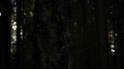 A camera tilt up an old tree covered with lichen Stock Footage 132629319