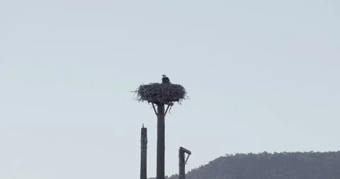 Camera tilt up pole to bald eagle nest with adult present in morning light. Stock Footage 336220310