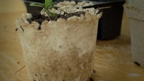 Camera tilt of recycled paper pot with goji plant Stock Footage 76844429