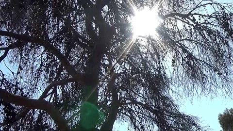 Camera Tilt Up Revealing Light Bath on Tall Pine Tree Stockbeeldmateriaal 162605668