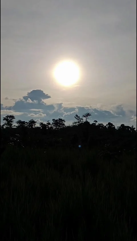 Camera Tilt from Rice Field to Sun in Rural Landscape Stock Footage 331494203